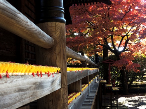 多福寺　多聞院　の紅葉　（埼玉）_e0158517_12322613.jpg