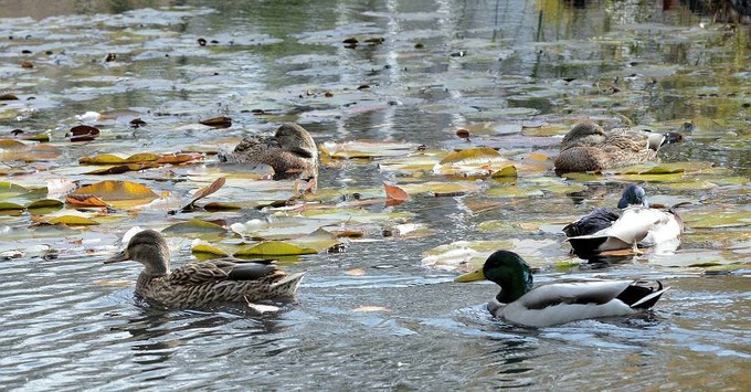 北の森からエゾリスと野鳥便り _d0098721_20282162.jpg