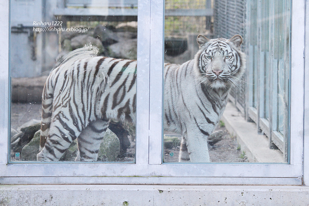 2014.11.22 伊豆アニマルキングダム☆ホワイトタイガーのナイト【White tiger】_f0250322_23255919.jpg