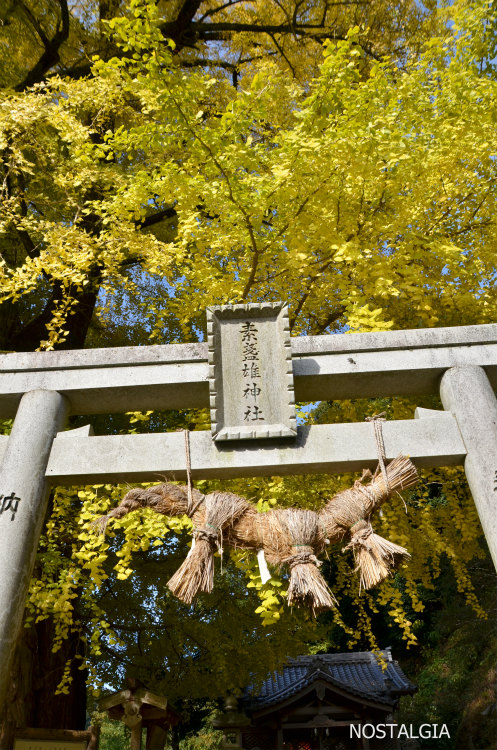 素盞雄神社 大銀杏_e0255927_19412434.jpg