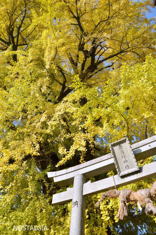 素盞雄神社 大銀杏_e0255927_1942439.jpg