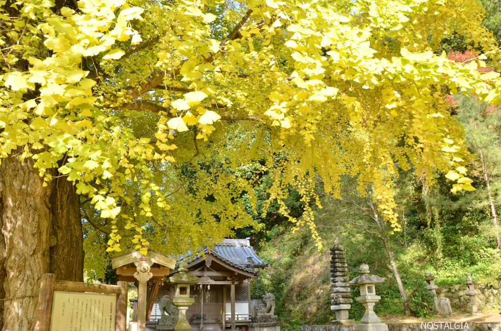 素盞雄神社 大銀杏_e0255927_19441350.jpg