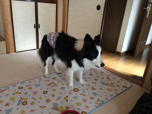 犬も腹巻 犬とお散歩 犬も腹巻 犬とお散歩