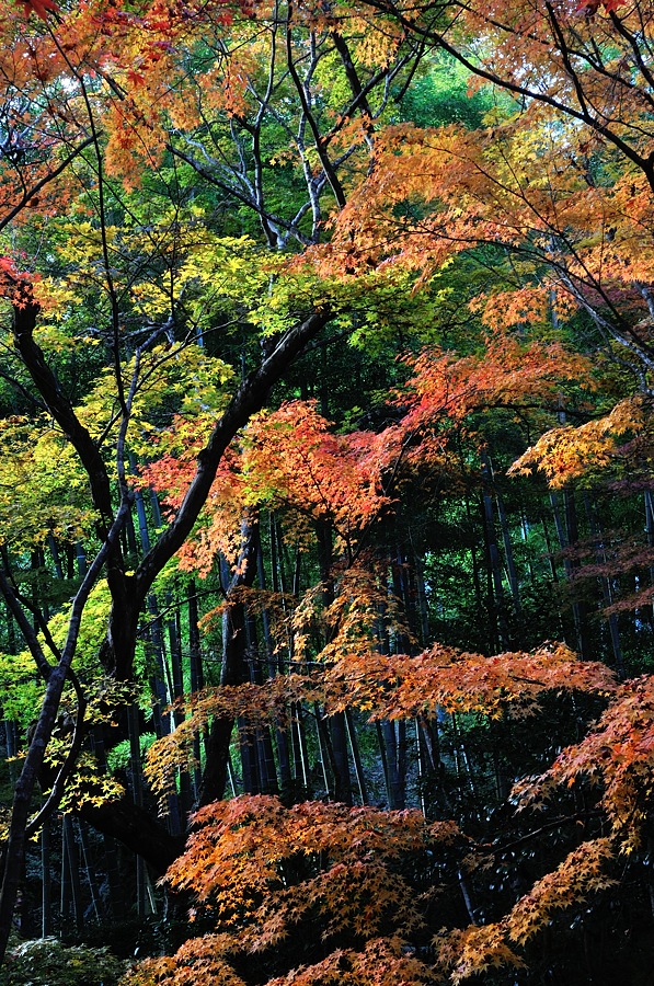 嵯峨嵐山紅葉２０１４－１_d0148541_21193536.jpg