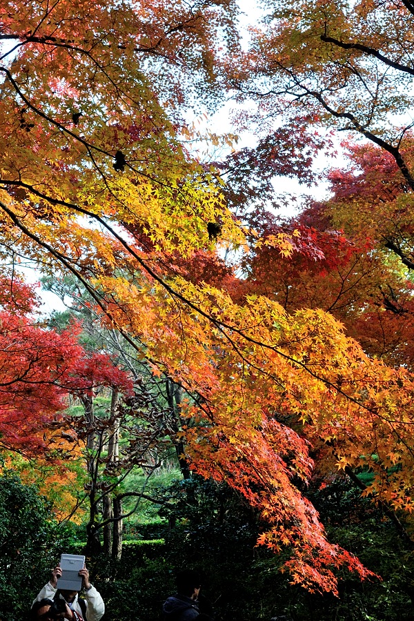 嵯峨嵐山紅葉２０１４－１_d0148541_2120137.jpg