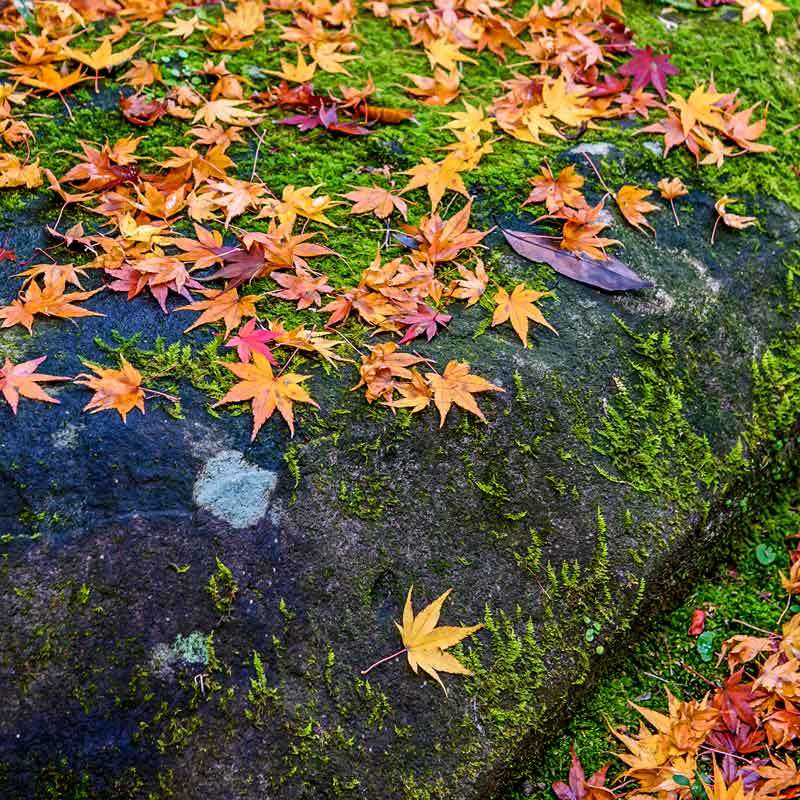 平地にも紅葉が････（熊本城周辺）_d0238245_10295972.jpg