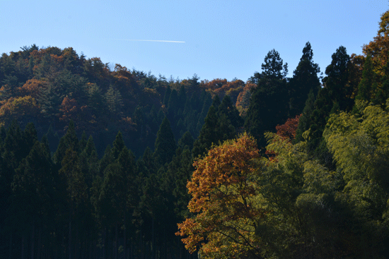 c0093046_10363330.gif