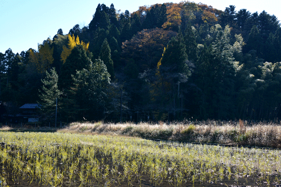 c0093046_1036529.gif