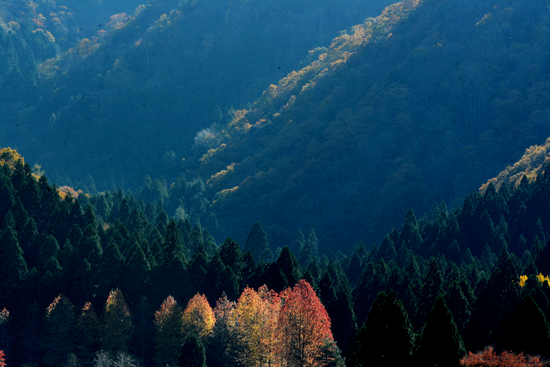 c0093046_10365583.gif