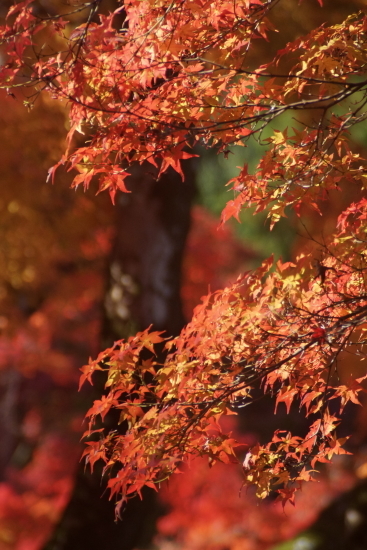 京都・紅葉・法然院_c0303246_08491594.jpg