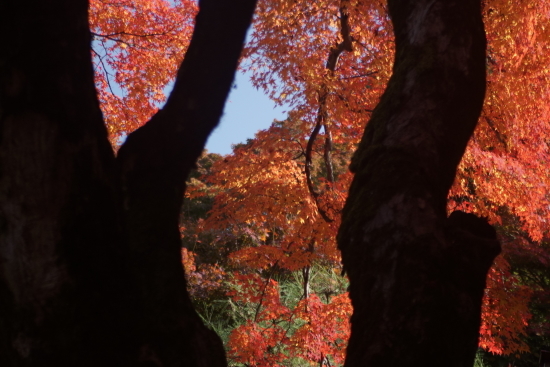 京都・紅葉・法然院_c0303246_08493026.jpg