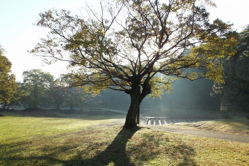 朝の風景、そして、紅葉三昧_b0236251_1527098.jpg