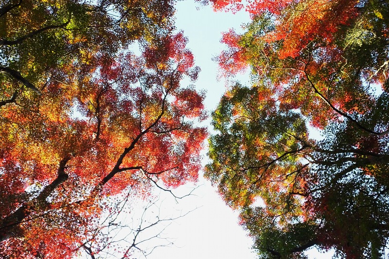 朝の風景、そして、紅葉三昧_b0236251_15313639.jpg