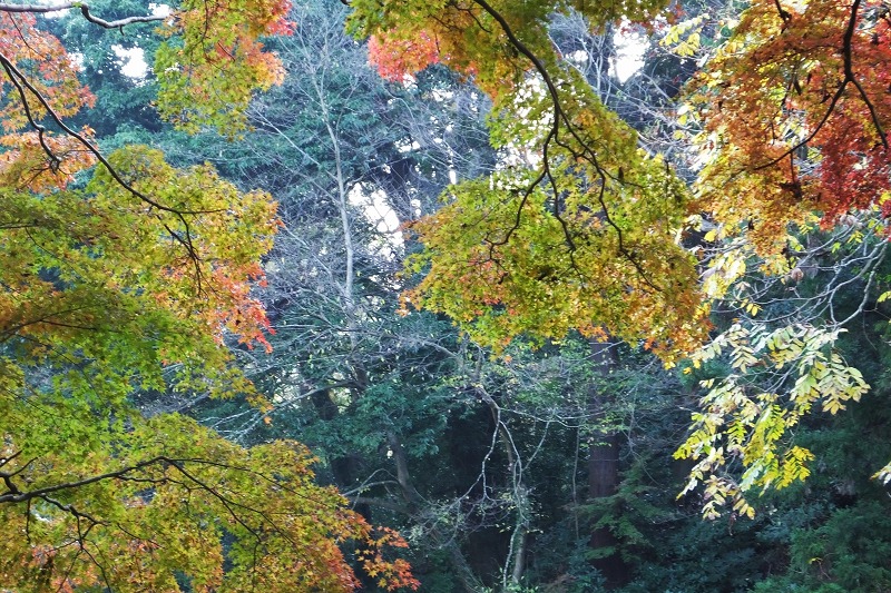 朝の風景、そして、紅葉三昧_b0236251_15314039.jpg