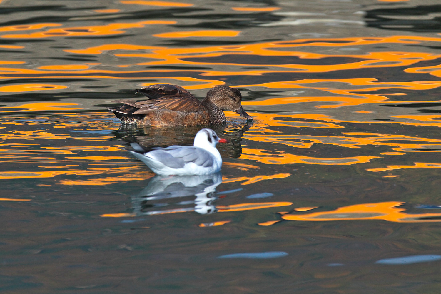 オカヨシガモ（Gadwall）_d0013455_16052582.jpg