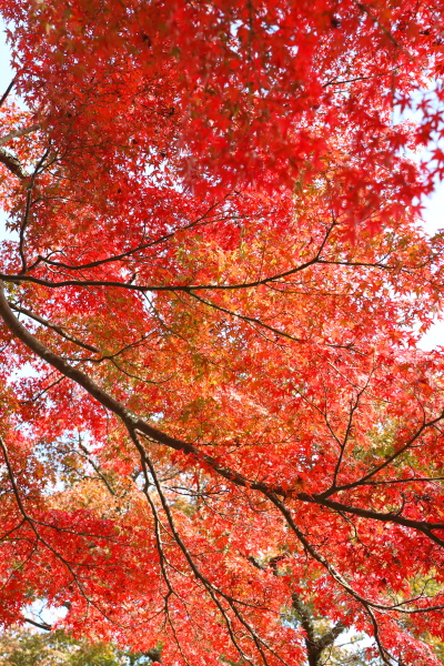 奈良公園の風景　その４_c0272958_0351986.jpg