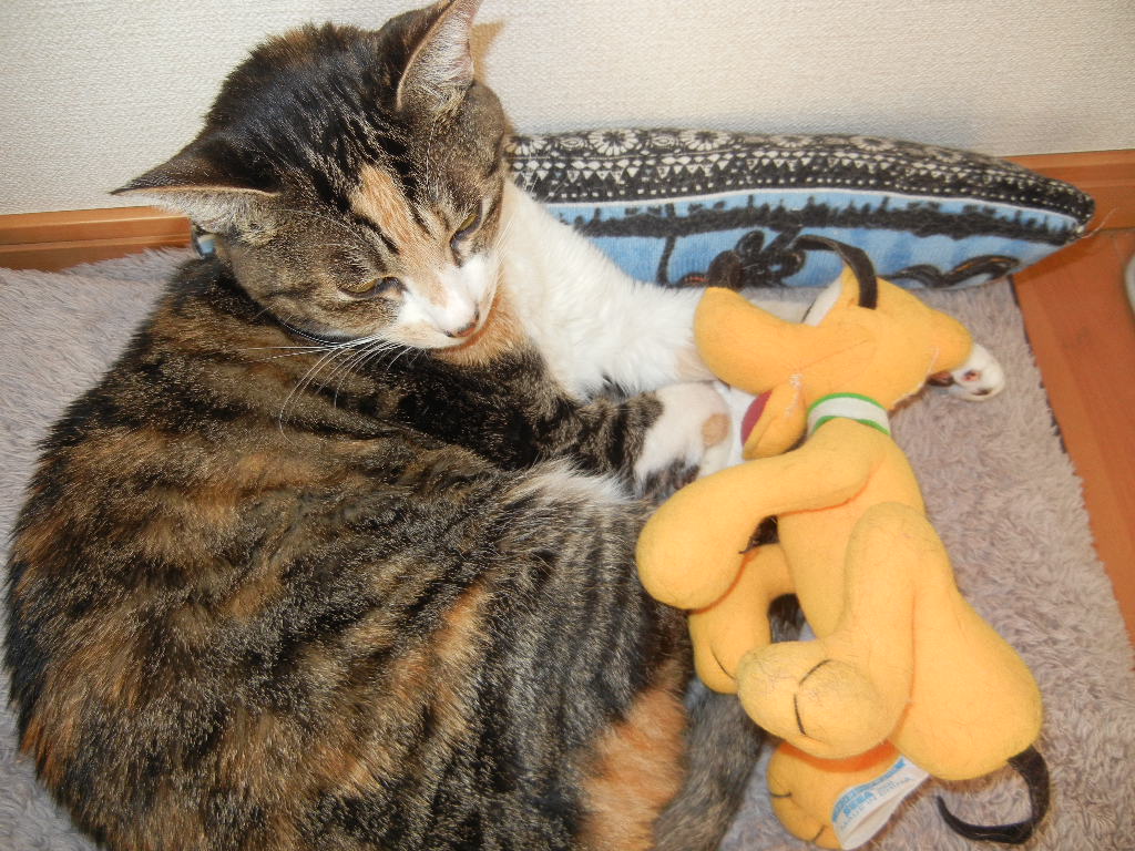 ’14,11,23(日)ケーキバイキングと馬と猫!_f0060461_16482071.jpg