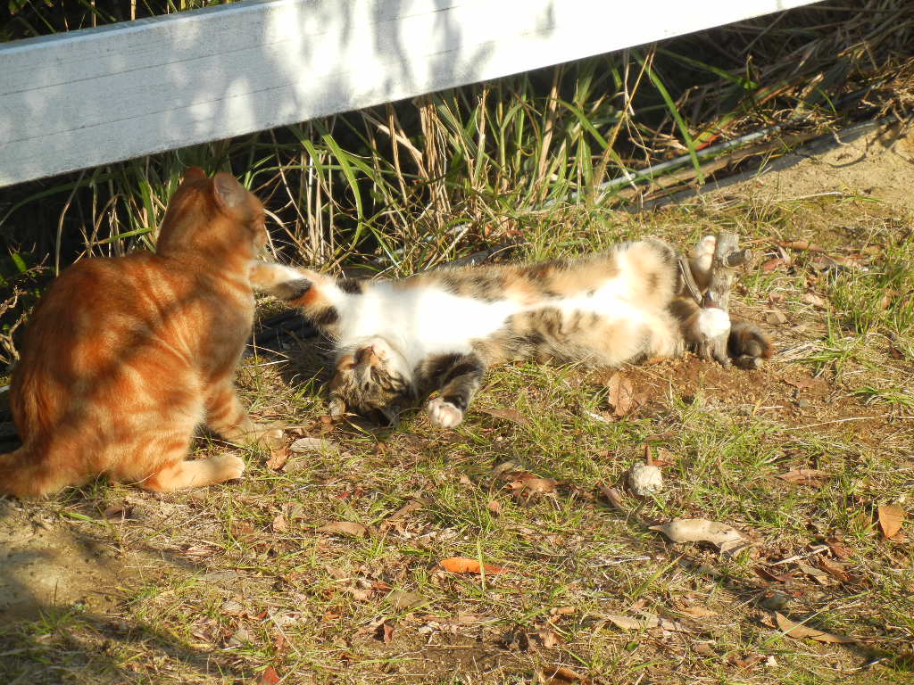 ’14,11,23(日)ケーキバイキングと馬と猫!_f0060461_17175636.jpg
