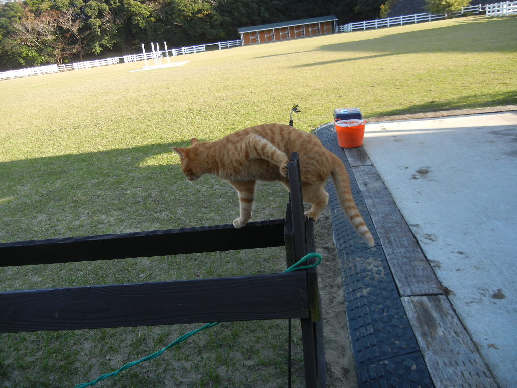 ’14,11,23(日)ケーキバイキングと馬と猫!_f0060461_17195145.jpg