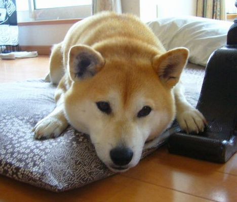 ’14,11,23(日)ケーキバイキングと馬と猫!_f0060461_17313558.jpg