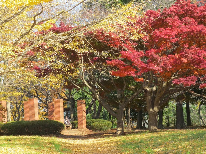 もみじ いちょう 村上緑地公園 千葉県 八千代市 14年11月23日 ひとときのやすらぎをあなたに