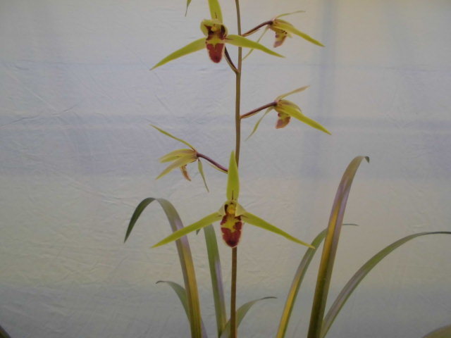 [祝^_^評価6000突破セール♫]富貴蘭　鹿児島県産山採り黄花(現品限り) 寒蘭 鹿児島県展 : DREAM GRASSES