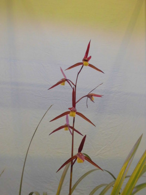 寒蘭 鹿児島県展 : DREAM GRASSES