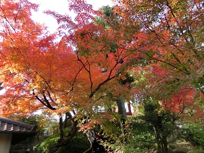 京都の紅葉　宇治平等院_a0157268_0241797.jpg