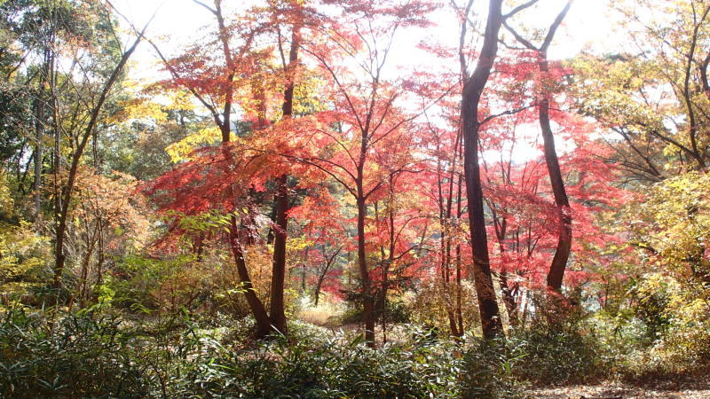 お大師道　バッチリ紅葉狩り_e0024081_16350080.jpg