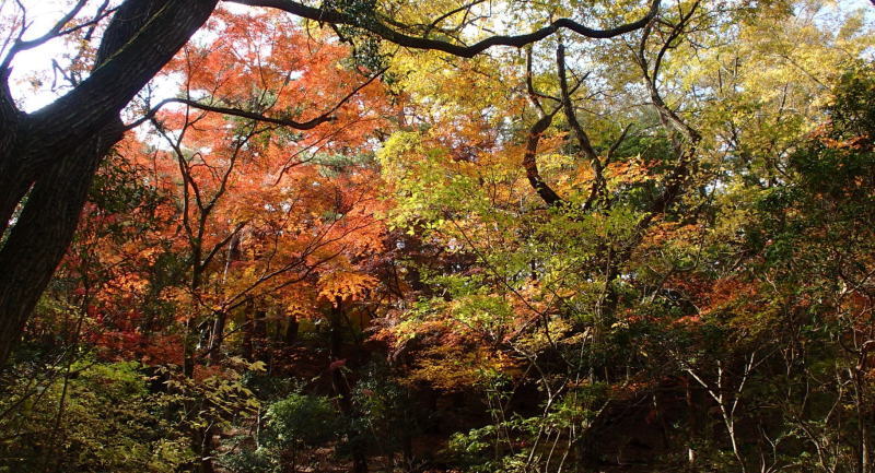 お大師道　バッチリ紅葉狩り_e0024081_16420958.jpg