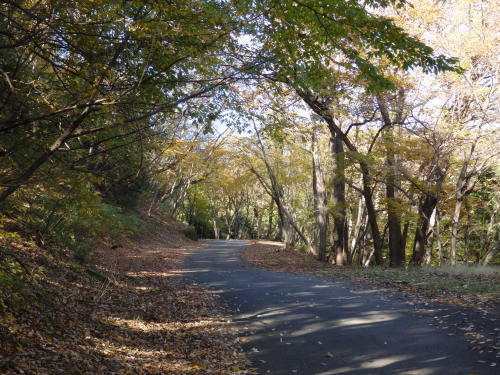 子の権現・グリーンライン・堂平山_b0334084_11332391.jpg