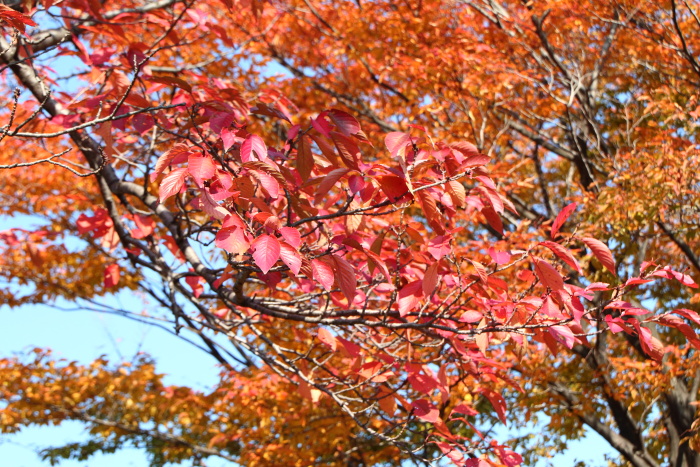 燃える桜_c0277284_23302055.jpg