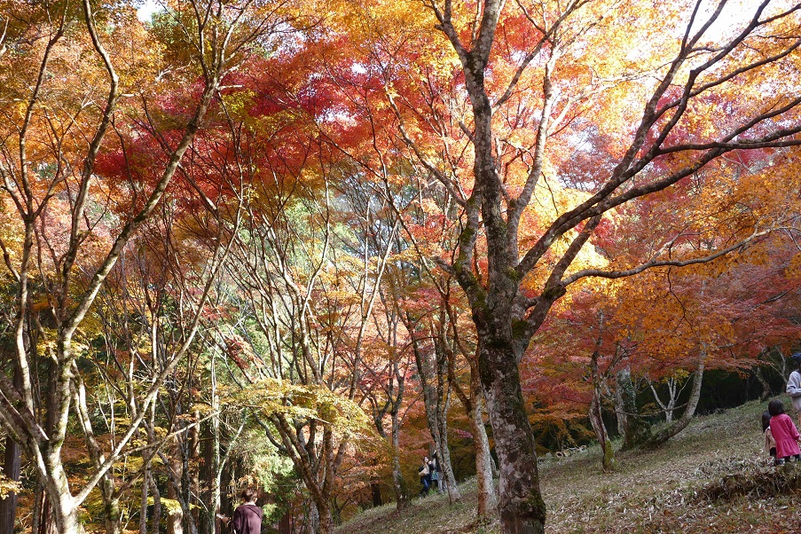 みかんと紅葉山_b0052286_21162779.jpg