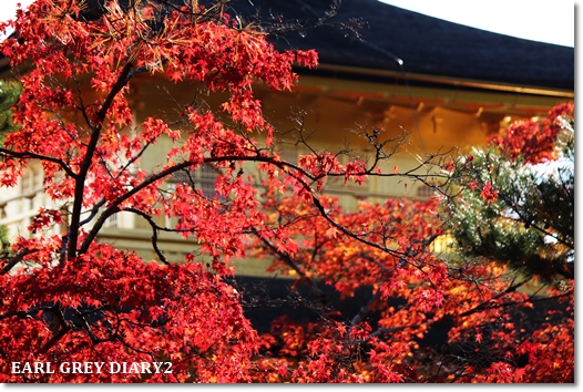 そうだ　京都行こう 　竜のひげ→金閣寺→竜安寺_e0164690_2225059.jpg