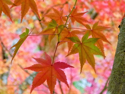 ２０１４紅葉　～東福寺～_f0194690_13105183.jpg