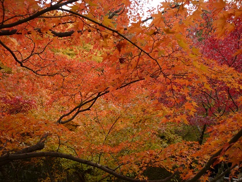 ２０１４紅葉　～東福寺～_f0194690_1311035.jpg