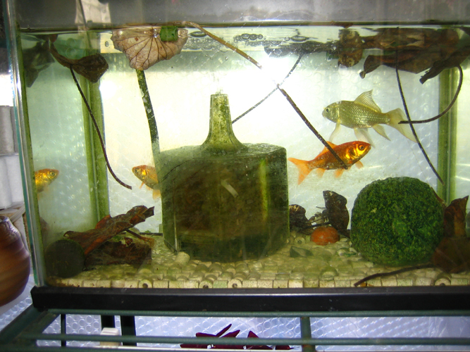 ハスを室内で育てています 雅やんの想い