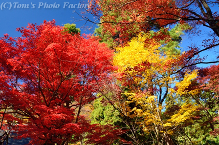 「春日山の紅葉」～春日山神社～虎口_b0155692_1742358.jpg