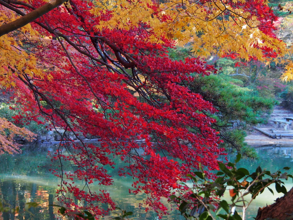 近場の紅葉も見頃＠異人館→背山→布引の滝→再度公園→再度山→大師道/神戸市 2014/11/22（土）快晴 一部12名_c0134193_09492906.jpg