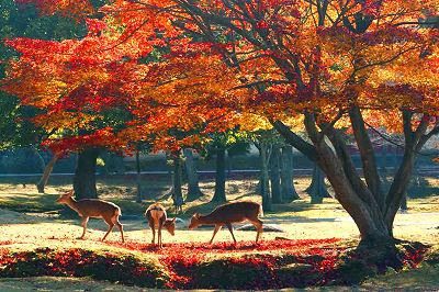 ーー紅葉美しい、奈良公園の、奈良県立美術館!に、行ってきましたよ～！－－_d0060693_19175618.jpg