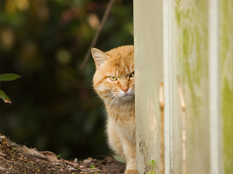 広島の猫#1527_c0191394_13210287.jpg