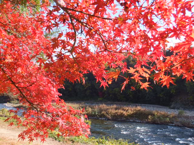 虎渓山永保寺（こけいざん　えいほうじ）の紅葉_a0271502_15322765.jpg