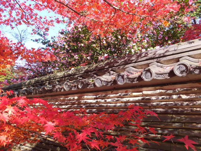 虎渓山永保寺（こけいざん　えいほうじ）の紅葉_a0271502_15333552.jpg