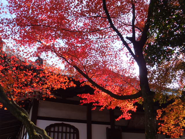 虎渓山永保寺（こけいざん　えいほうじ）の紅葉_a0271502_15341485.jpg