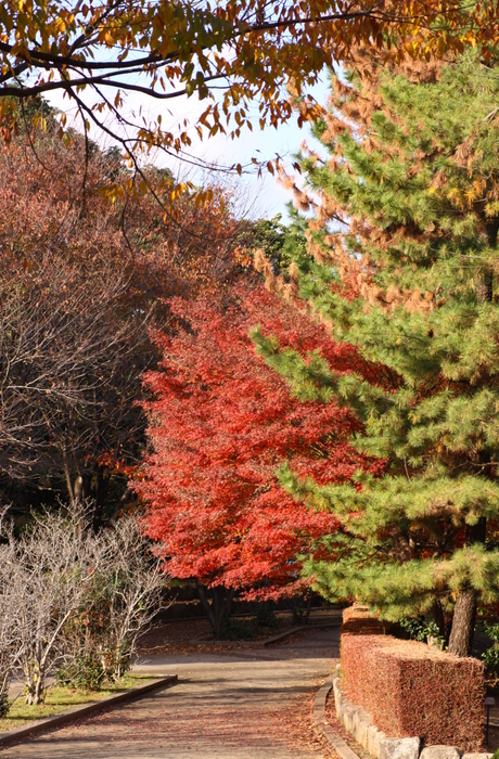 近所の紅葉_d0248502_10491784.jpg