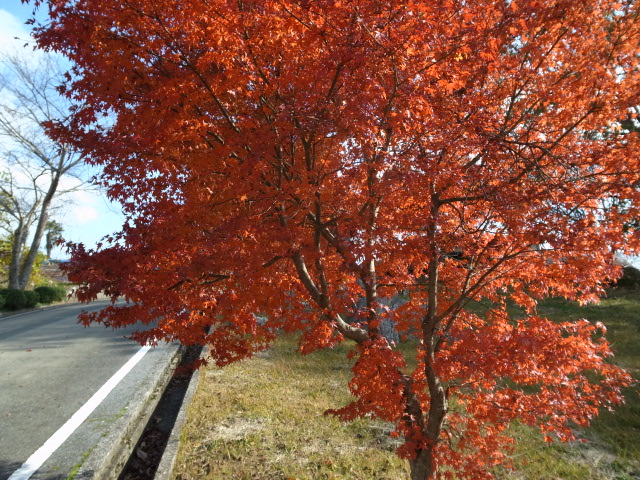 羅生門＠岡山県新見市_f0197703_14595992.jpg