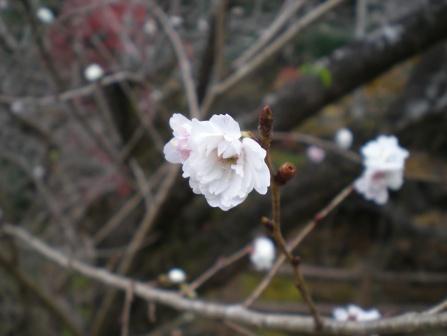 冬桜_e0148806_21585938.jpg