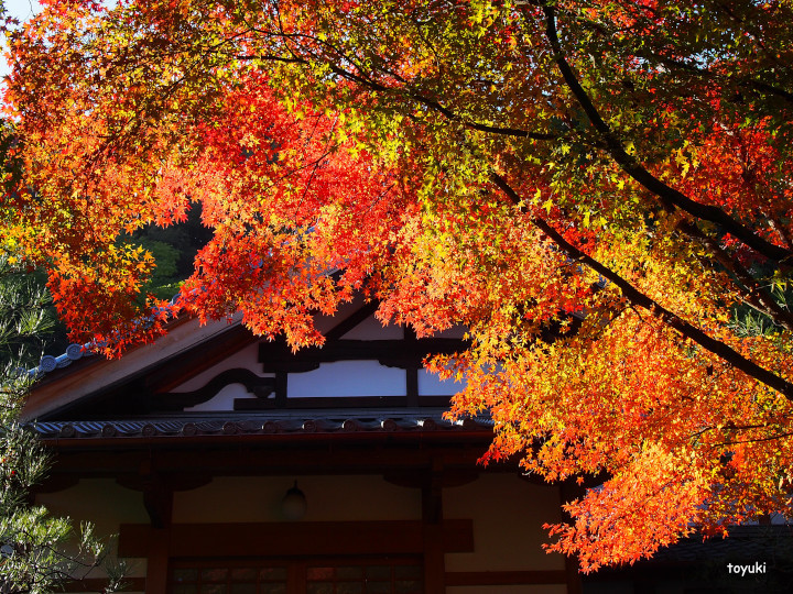 京都八幡市・善法律寺の紅葉_d0226407_20463594.jpg