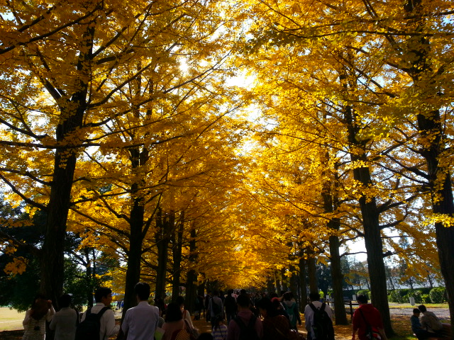 11/22 労使共催ウォーキング大会@立川・昭和記念公園_b0042308_23102132.jpg