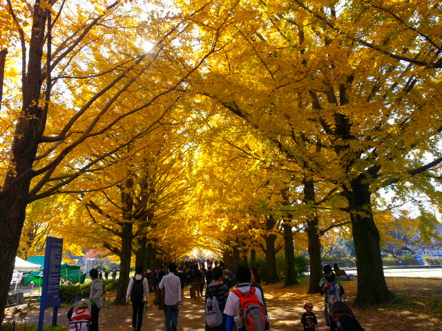 11/22 労使共催ウォーキング大会@立川・昭和記念公園_b0042308_23111961.jpg